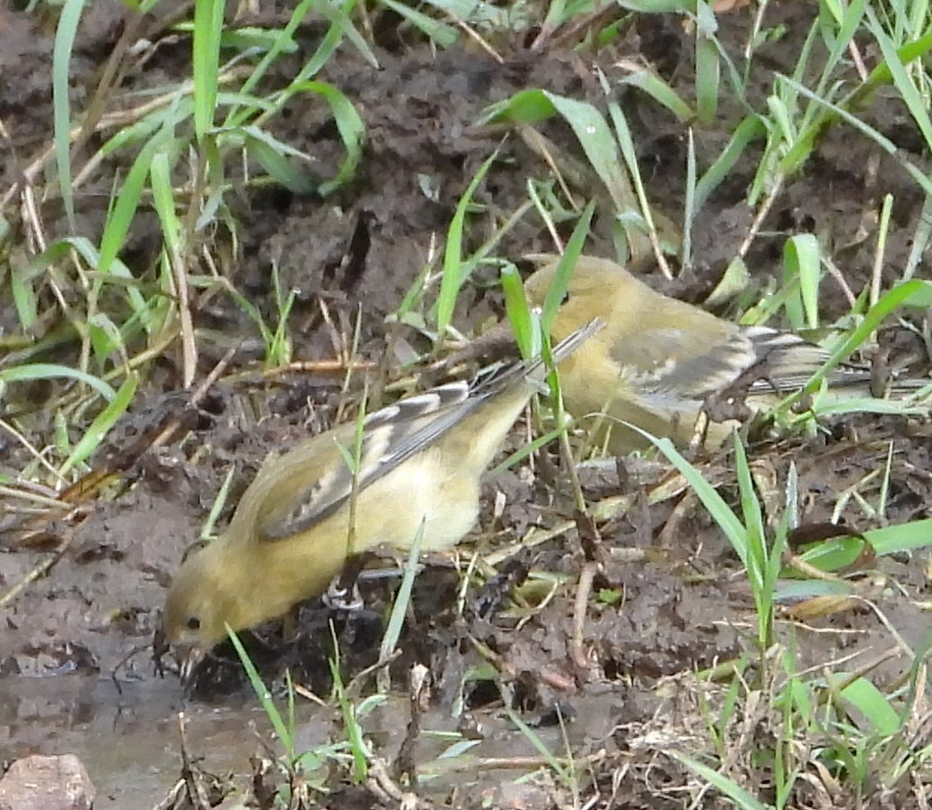 Lesser Goldfinch - ML642305309