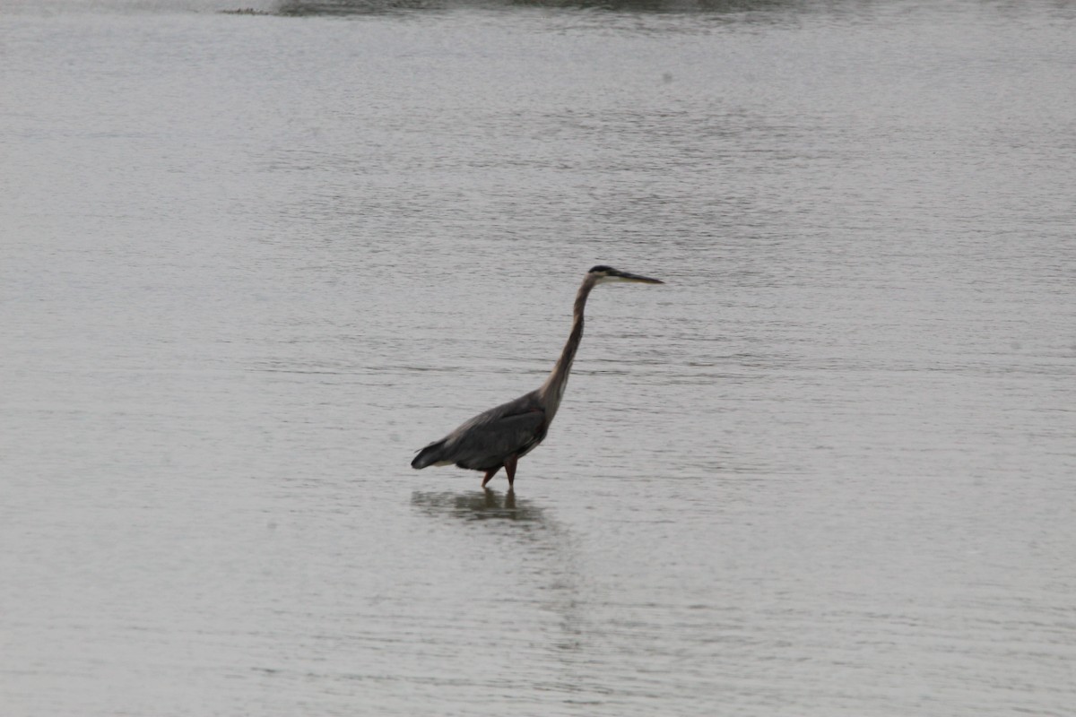 Great Blue Heron - ML642305313