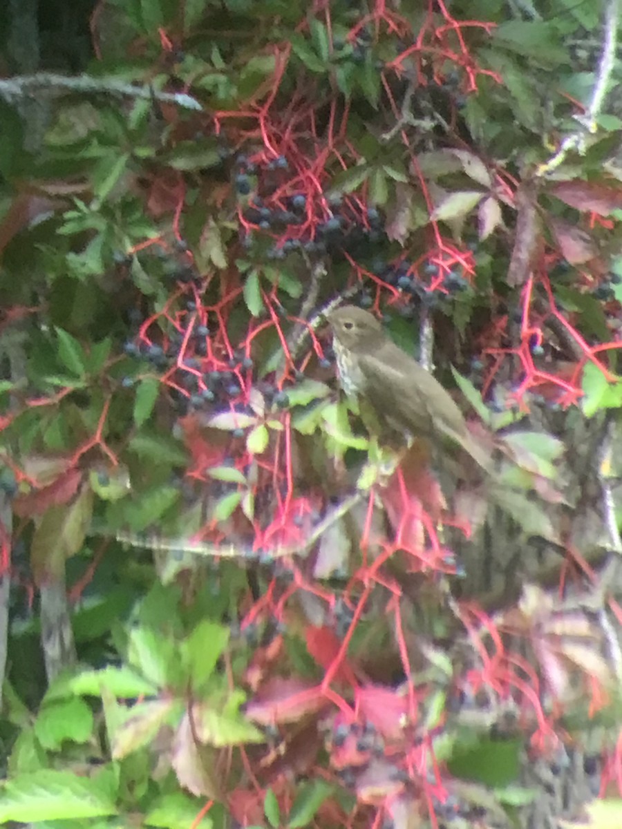 Swainson's Thrush - ML642305316