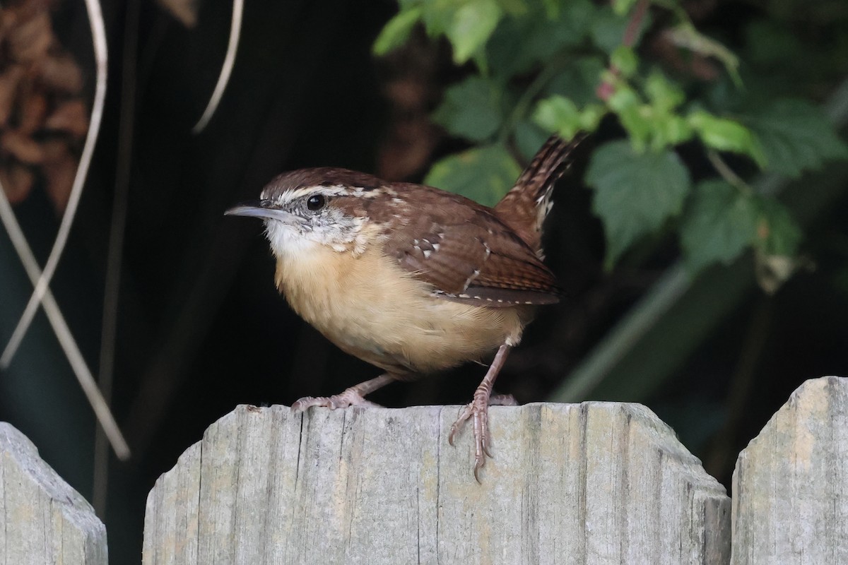Carolina Wren - ML642305319