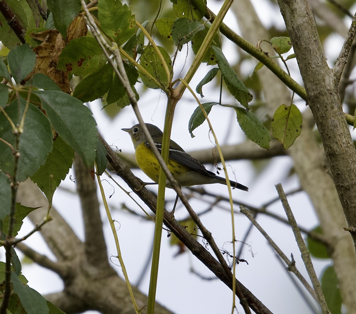 Magnolia Warbler - ML642305320