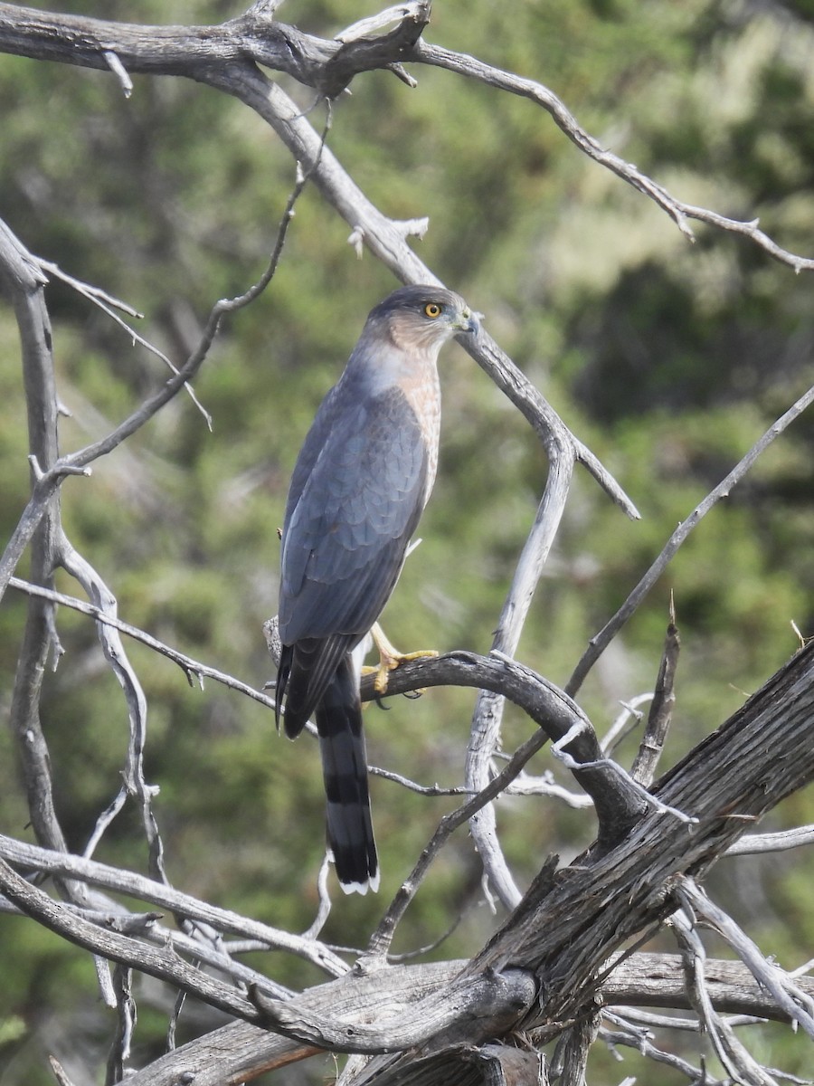 Cooper's Hawk - ML642305324