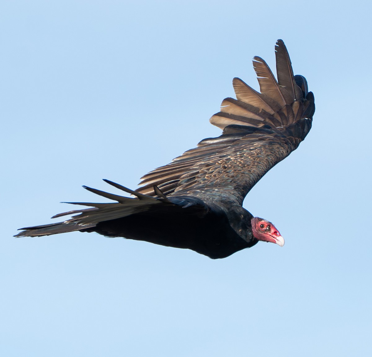 Turkey Vulture - ML642305326