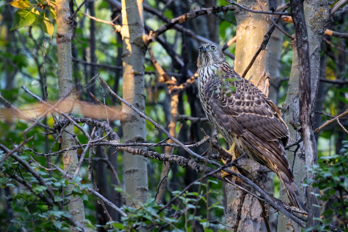 jestřáb nearktický - ML642305359