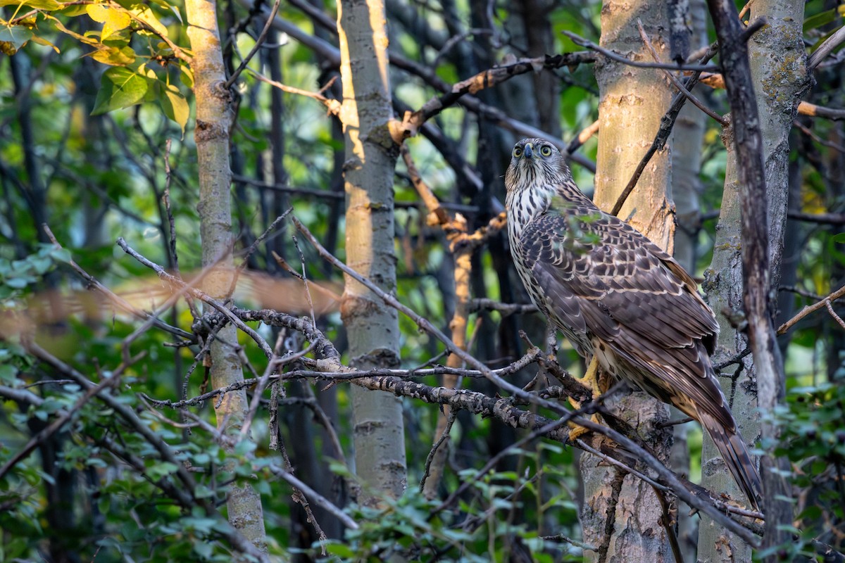 jestřáb nearktický - ML642305360