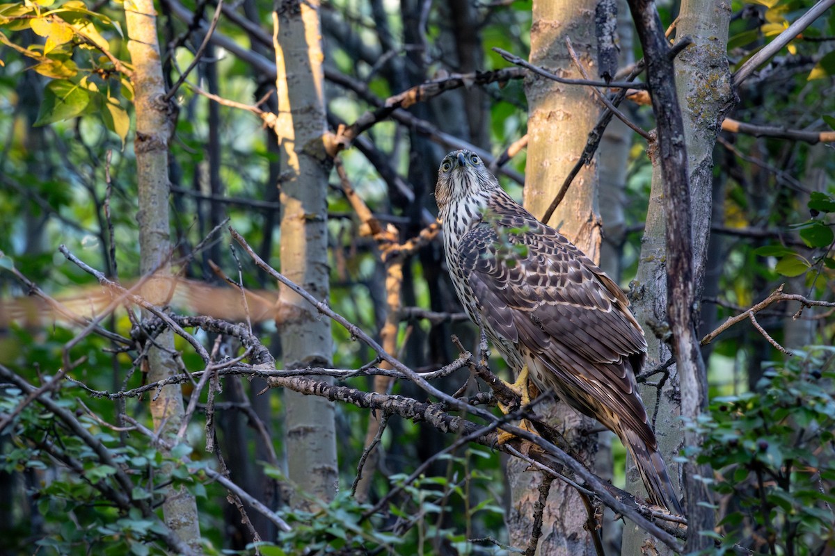 jestřáb nearktický - ML642305361