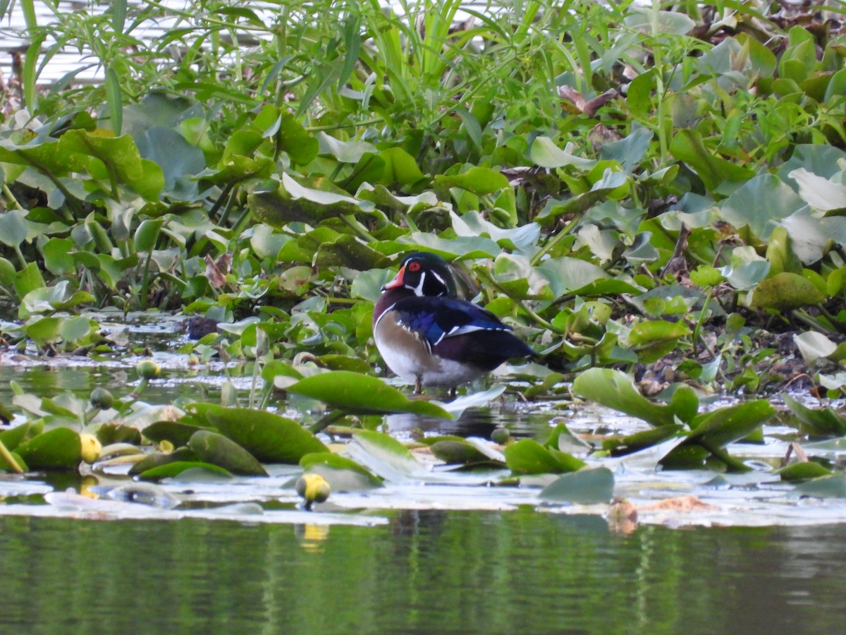 Wood Duck - ML642305377