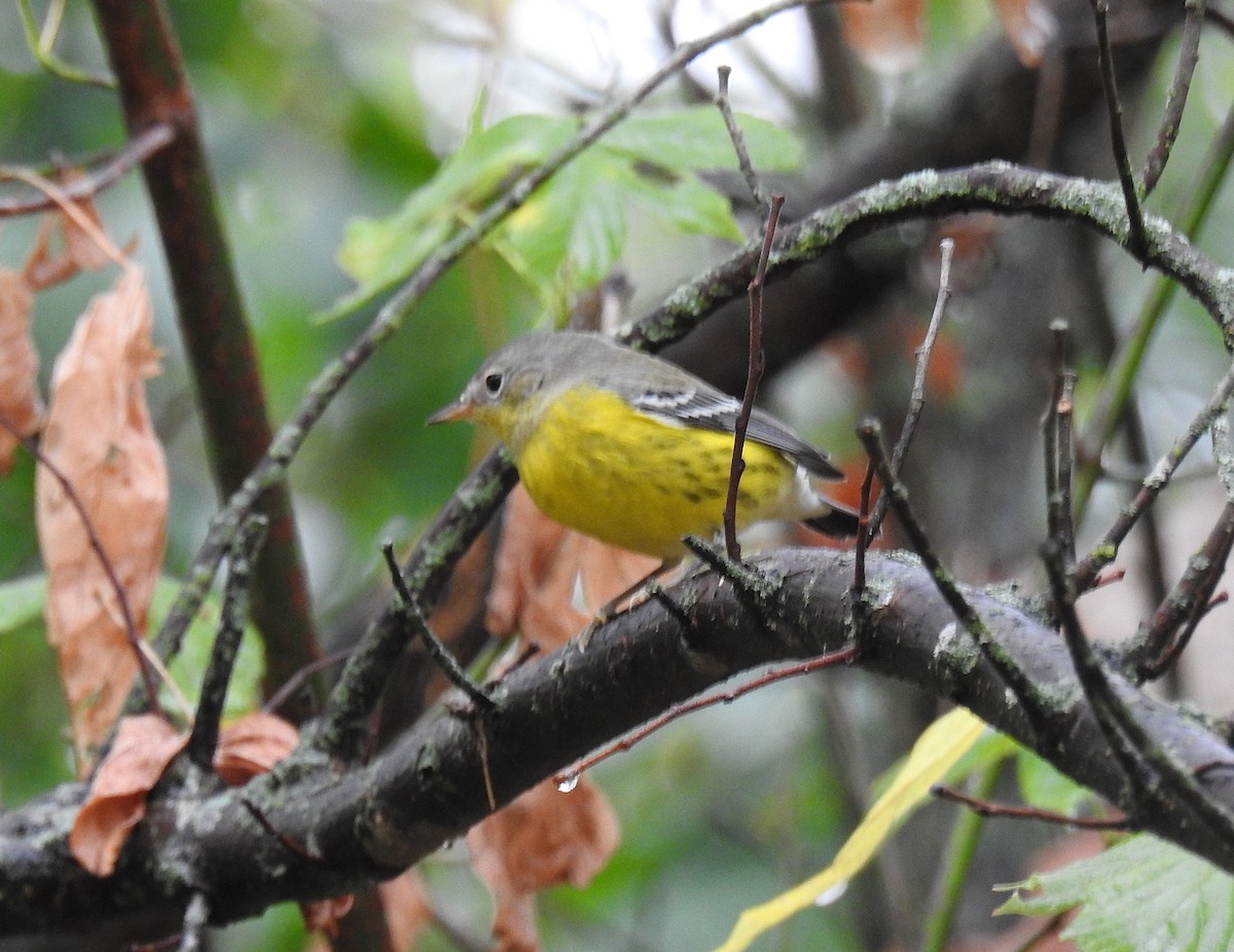 Magnolia Warbler - ML642305386