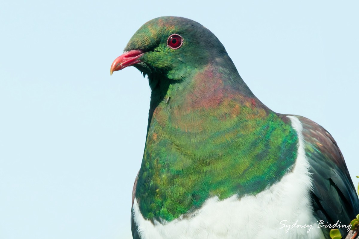New Zealand Pigeon - ML642305390