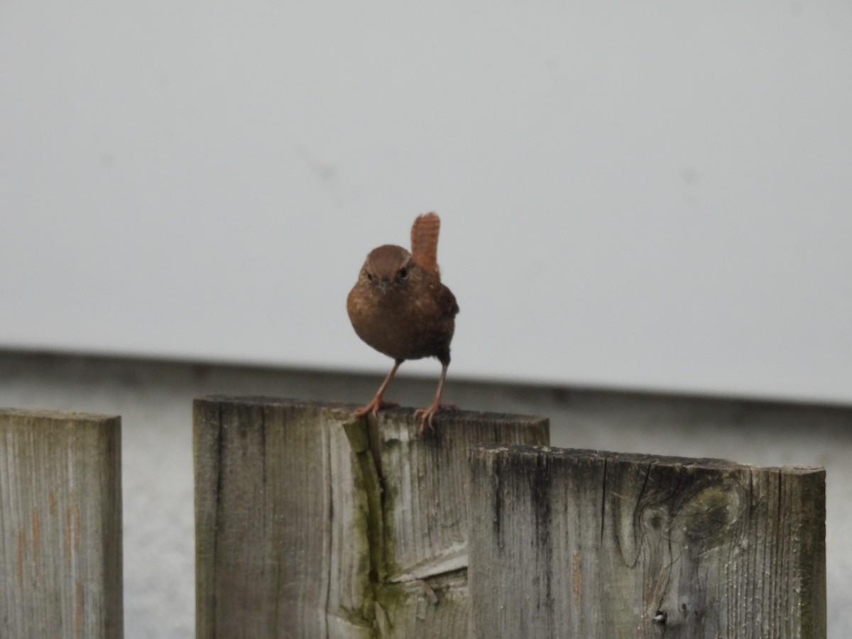 Northern House Wren - ML642305392