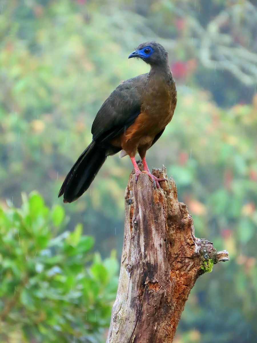 Sickle-winged Guan - ML642305393