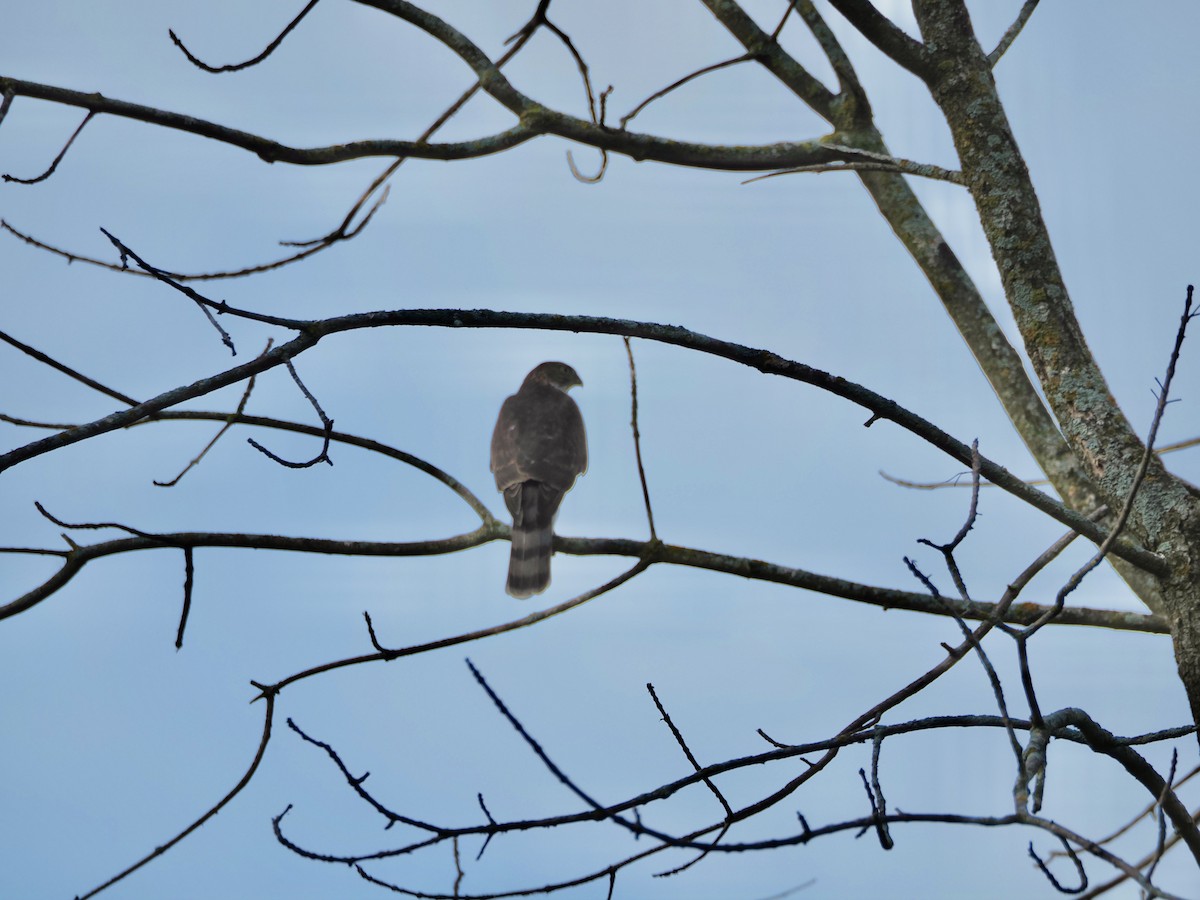 Sharp-shinned Hawk - ML642305394