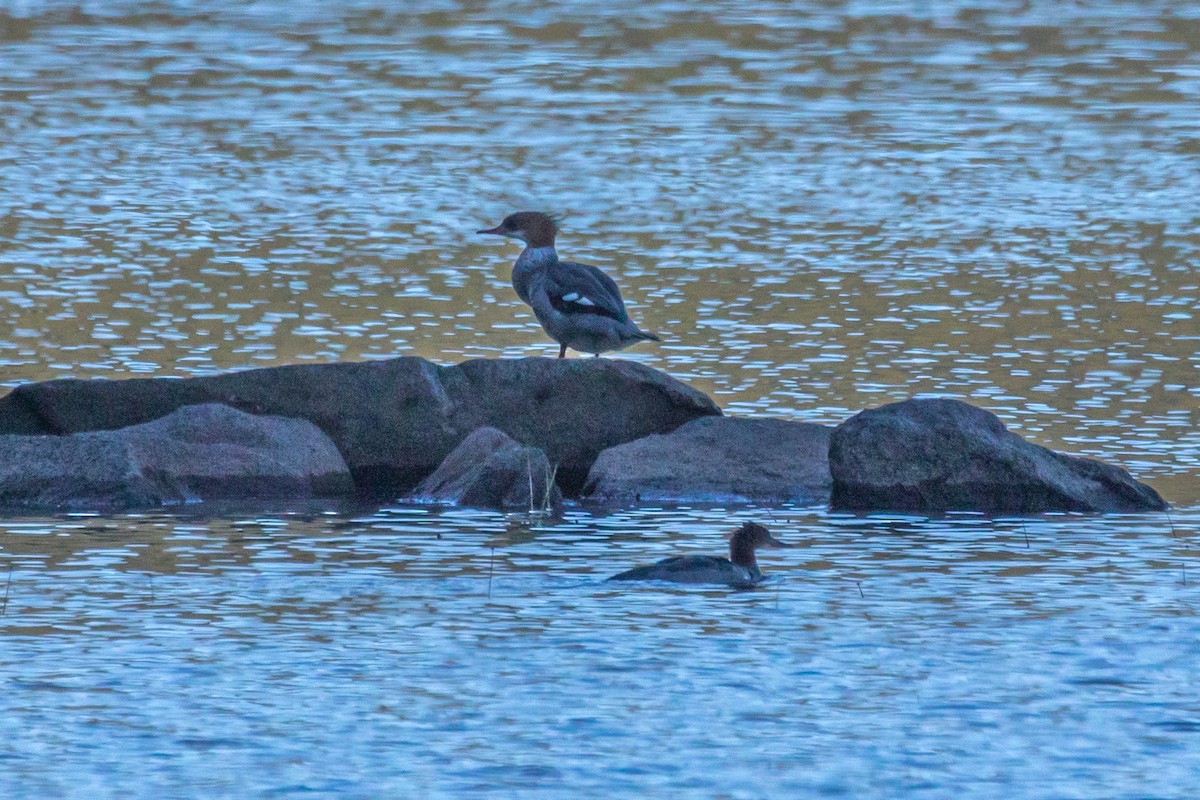 Common Merganser - ML642305396