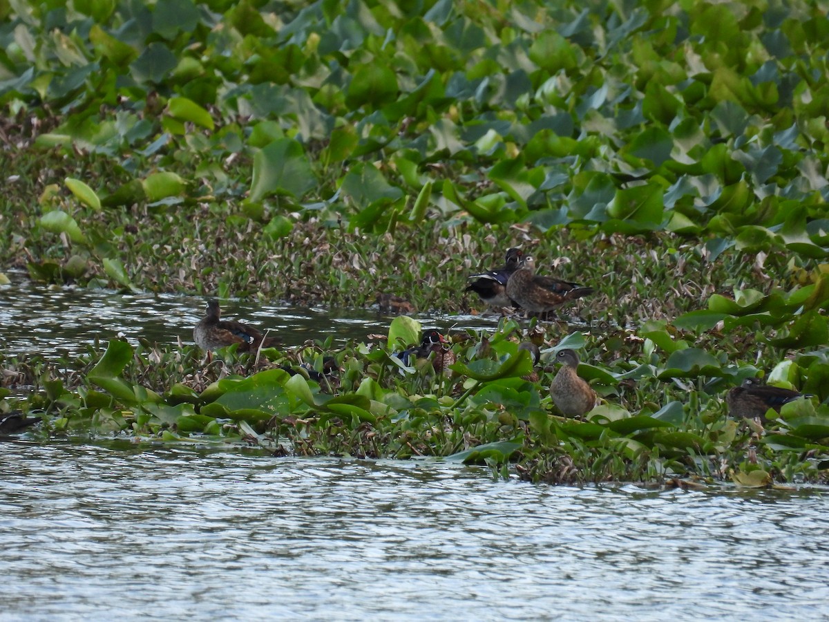 Wood Duck - ML642305397