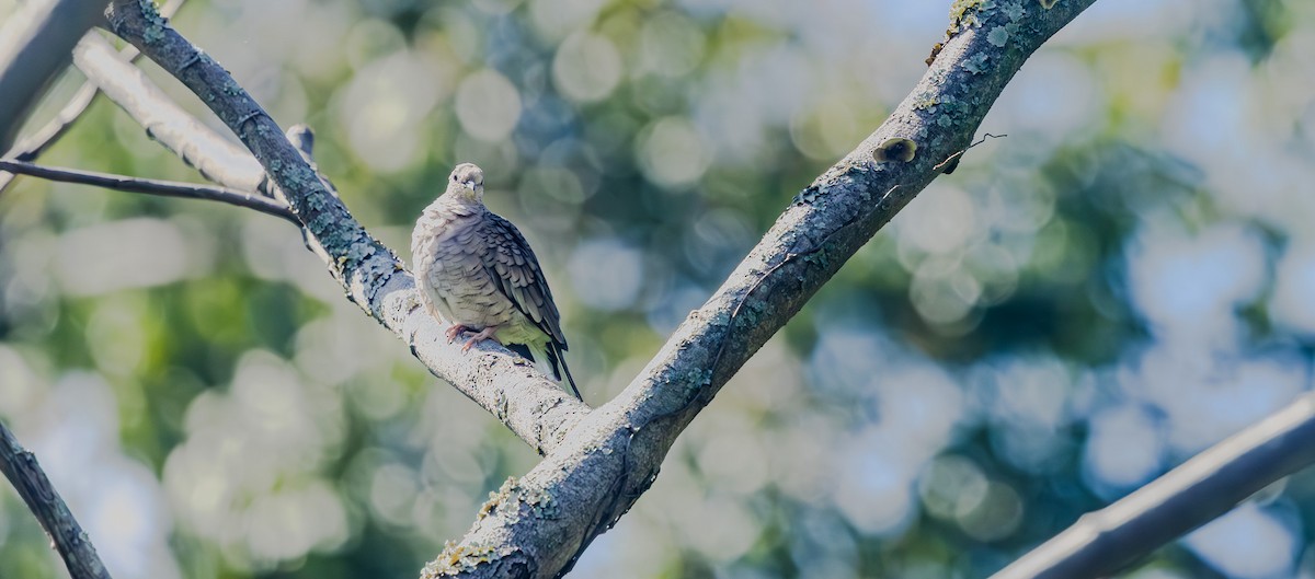Inca Dove - ML642305398