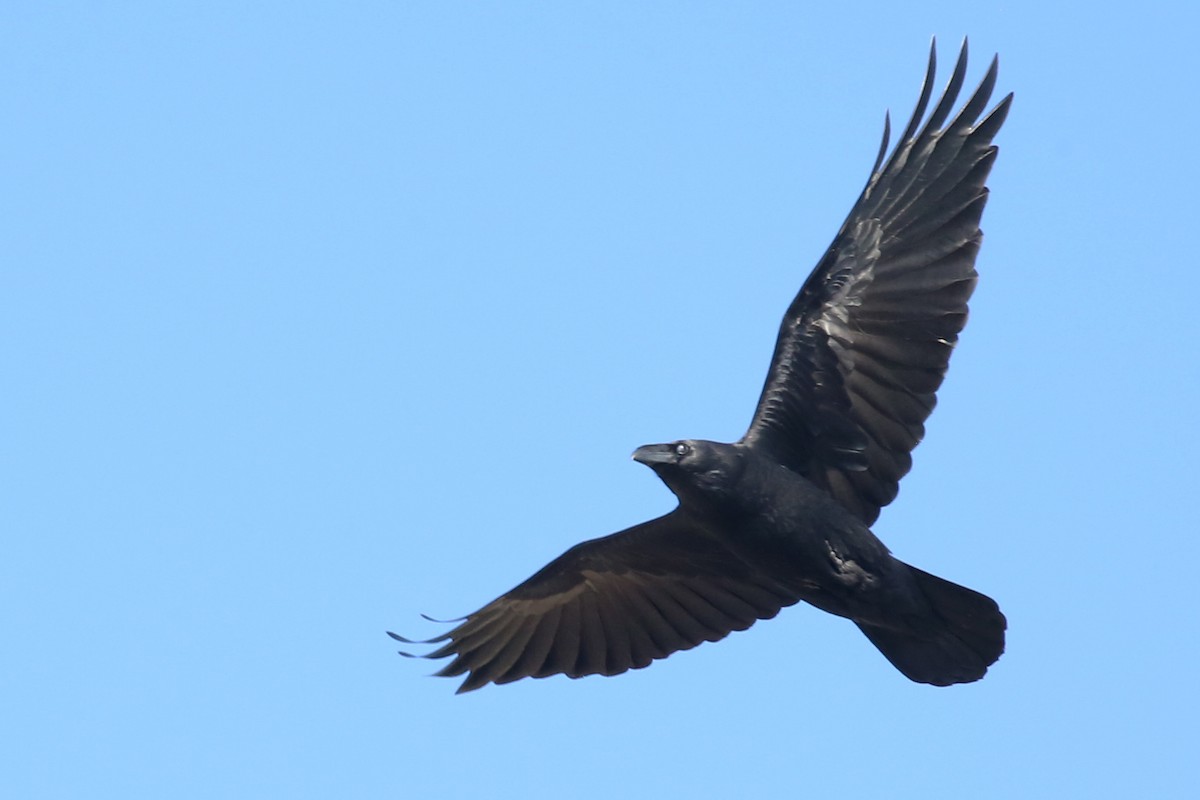 Chihuahuan Raven - ML642305406