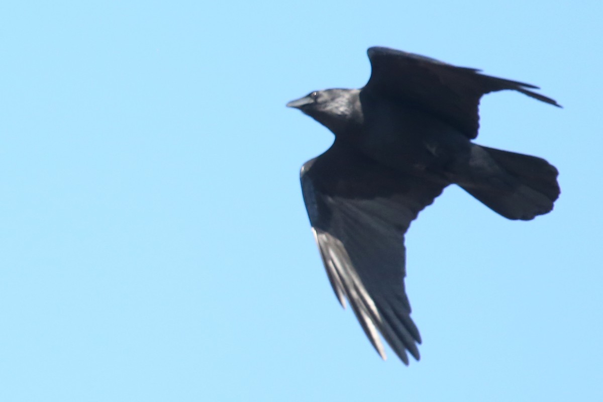 Chihuahuan Raven - ML642305407