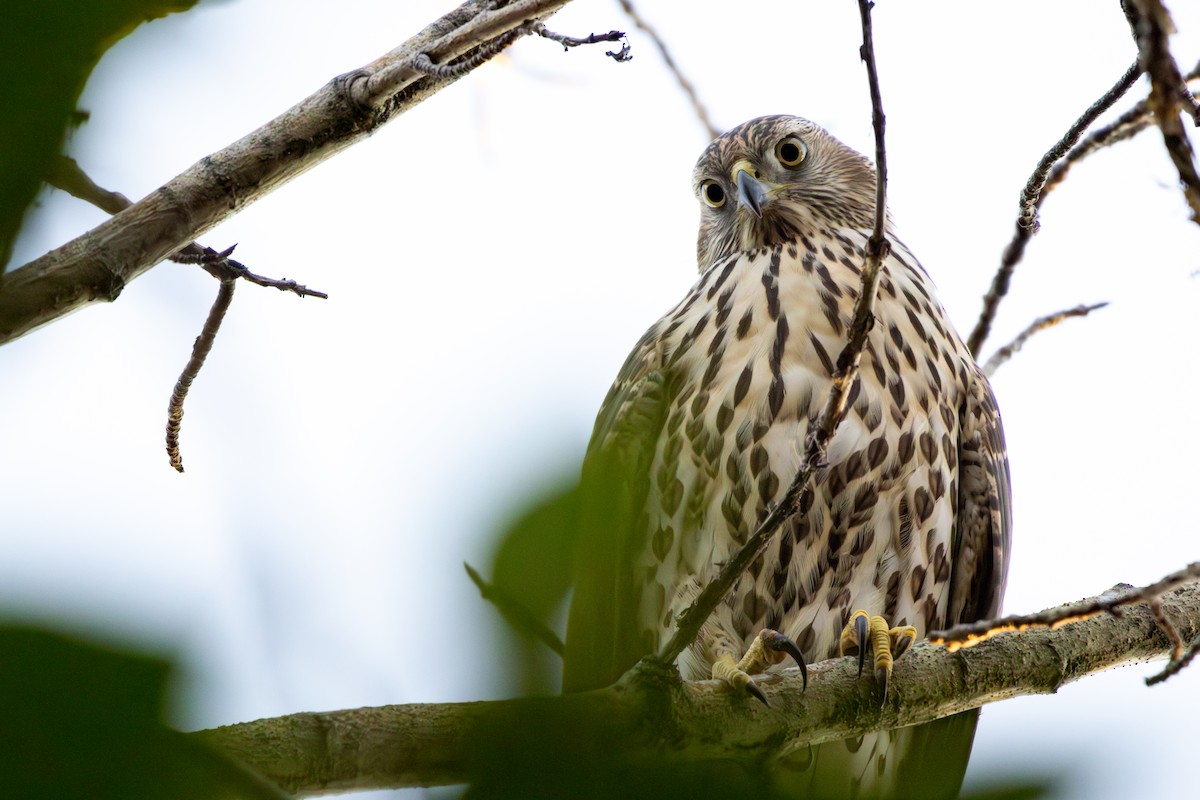 American Goshawk - ML642305408