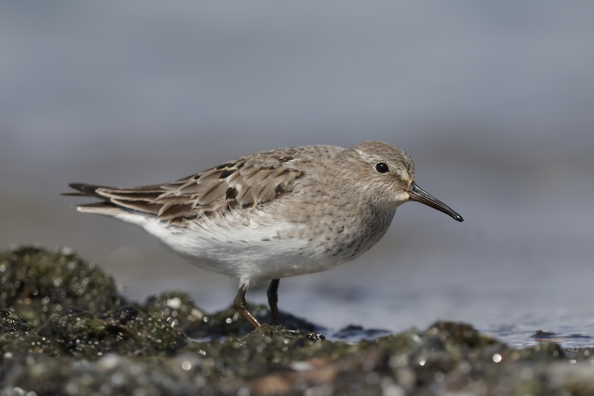 White-rumped Sandpiper - ML642305414