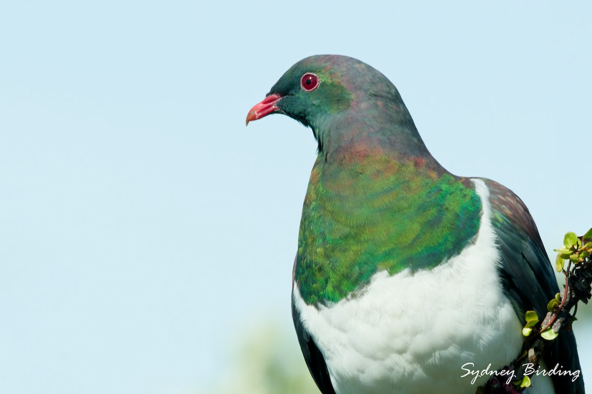 New Zealand Pigeon - ML642305425