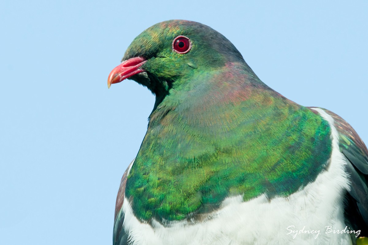 New Zealand Pigeon - ML642305426