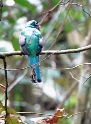 Trogon de Cabanis - ML642305432