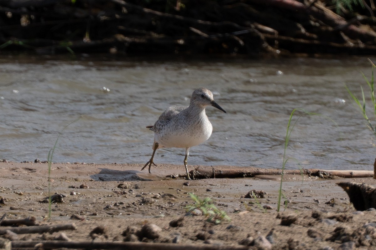 Red Knot - ML642305441
