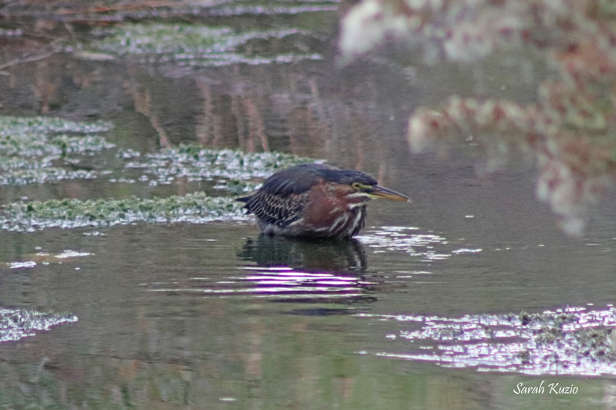 Green Heron - ML642305453