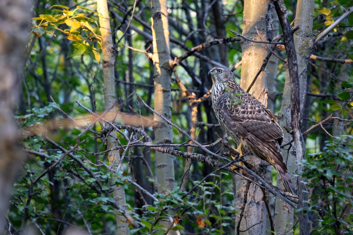 American Goshawk - ML642305454