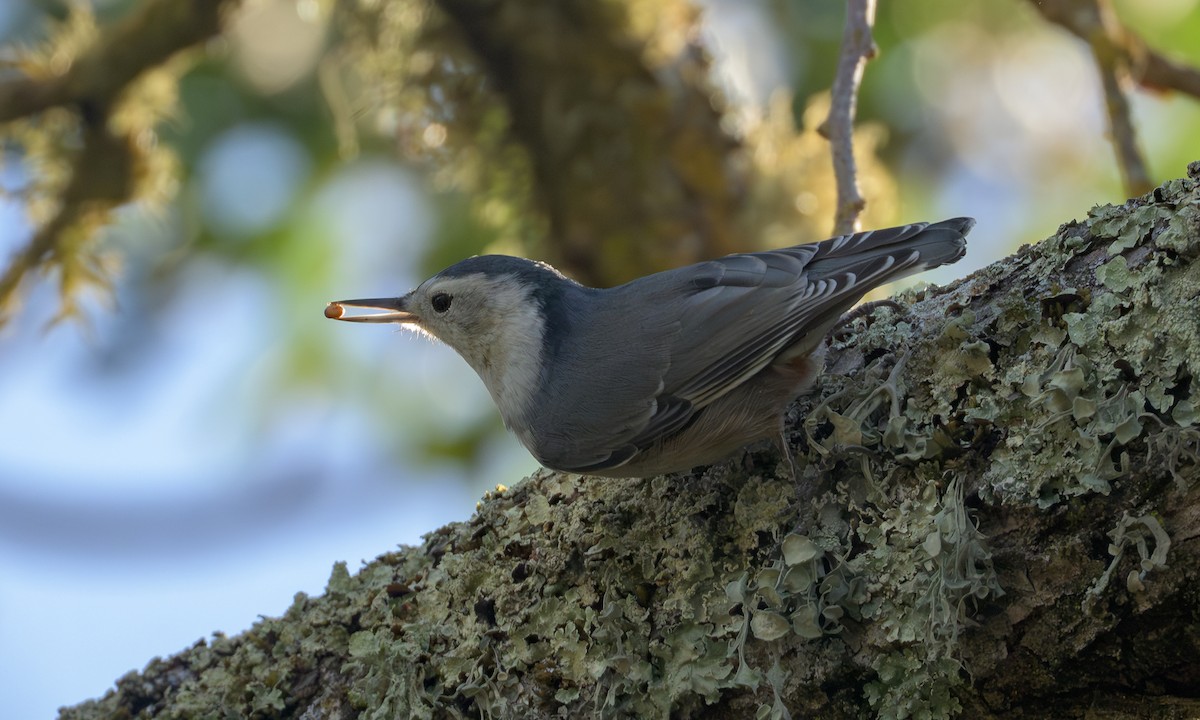 White-breasted Nuthatch - ML642305456