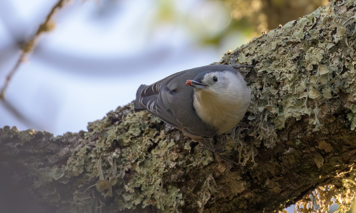 White-breasted Nuthatch - ML642305457