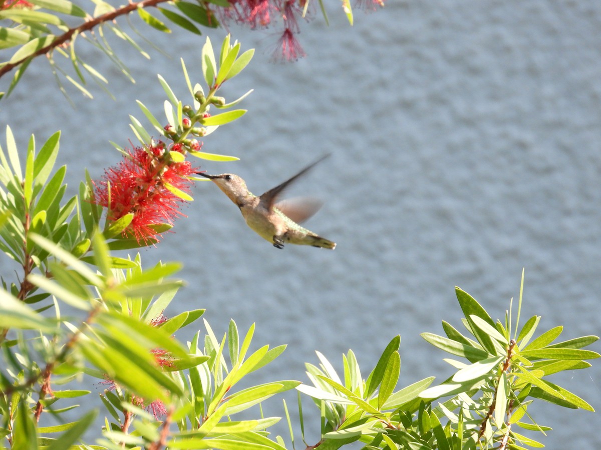 Ruby-throated Hummingbird - ML642305459
