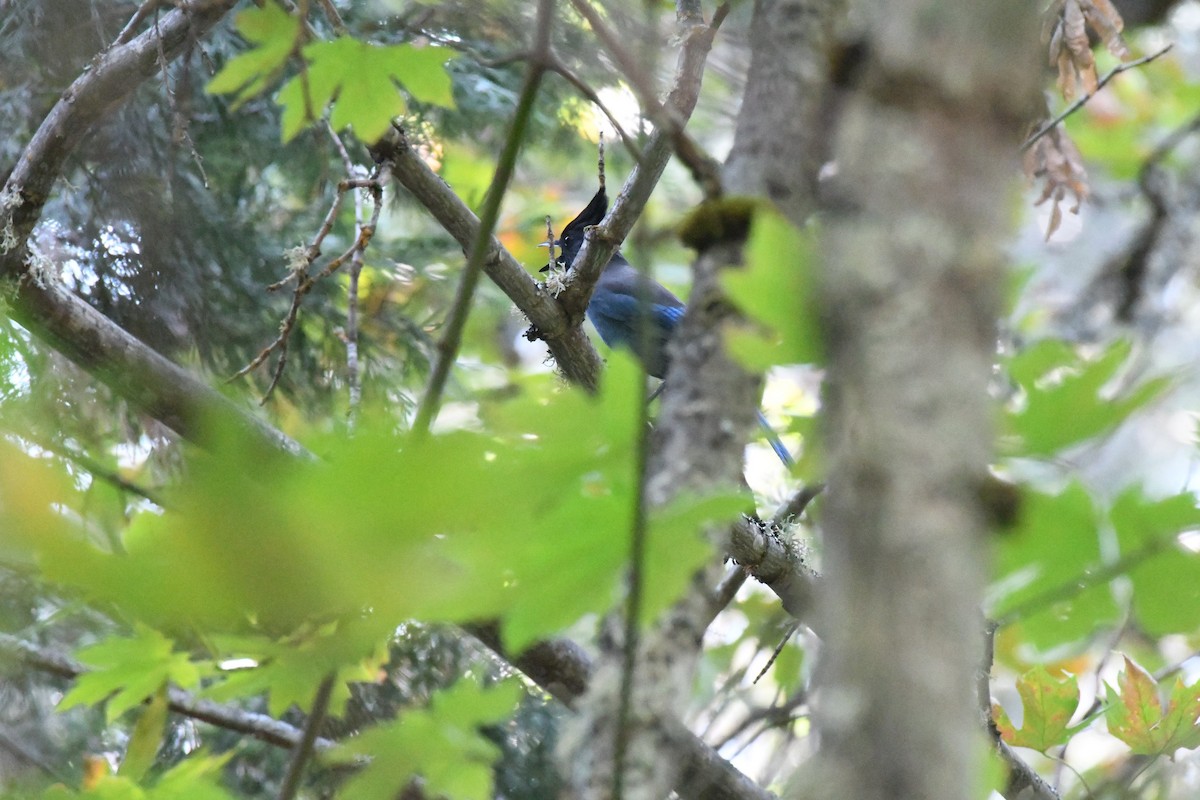 Steller's Jay - ML642305461