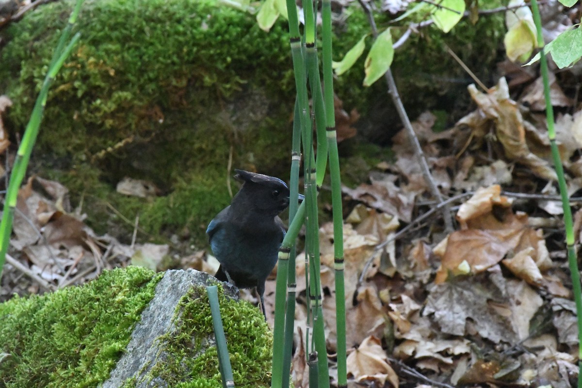Steller's Jay - ML642305462