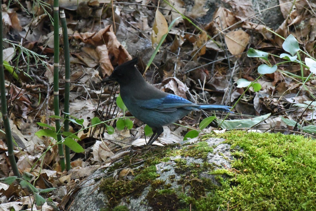 Steller's Jay - ML642305463