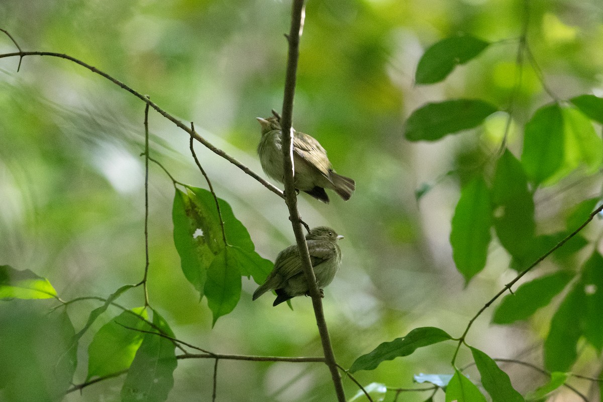 Red-headed Manakin - ML642305465