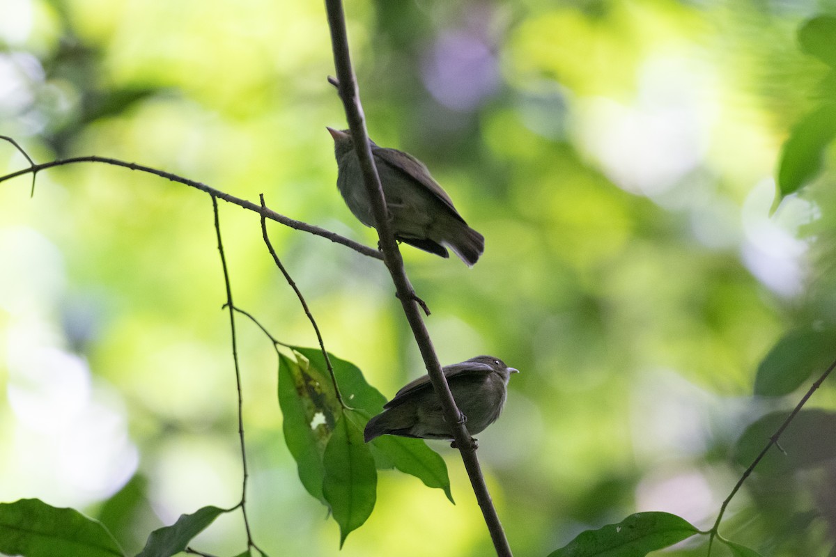 Red-headed Manakin - ML642305477