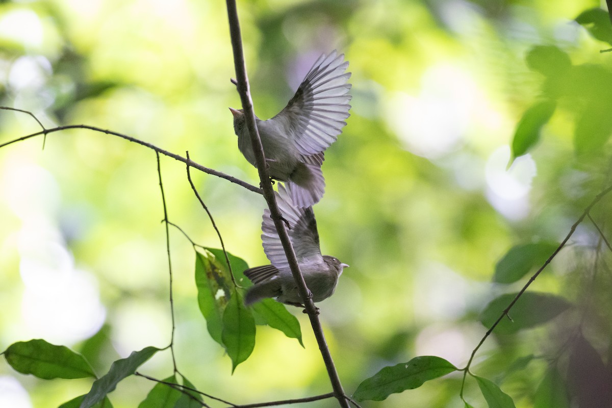 Red-headed Manakin - ML642305478