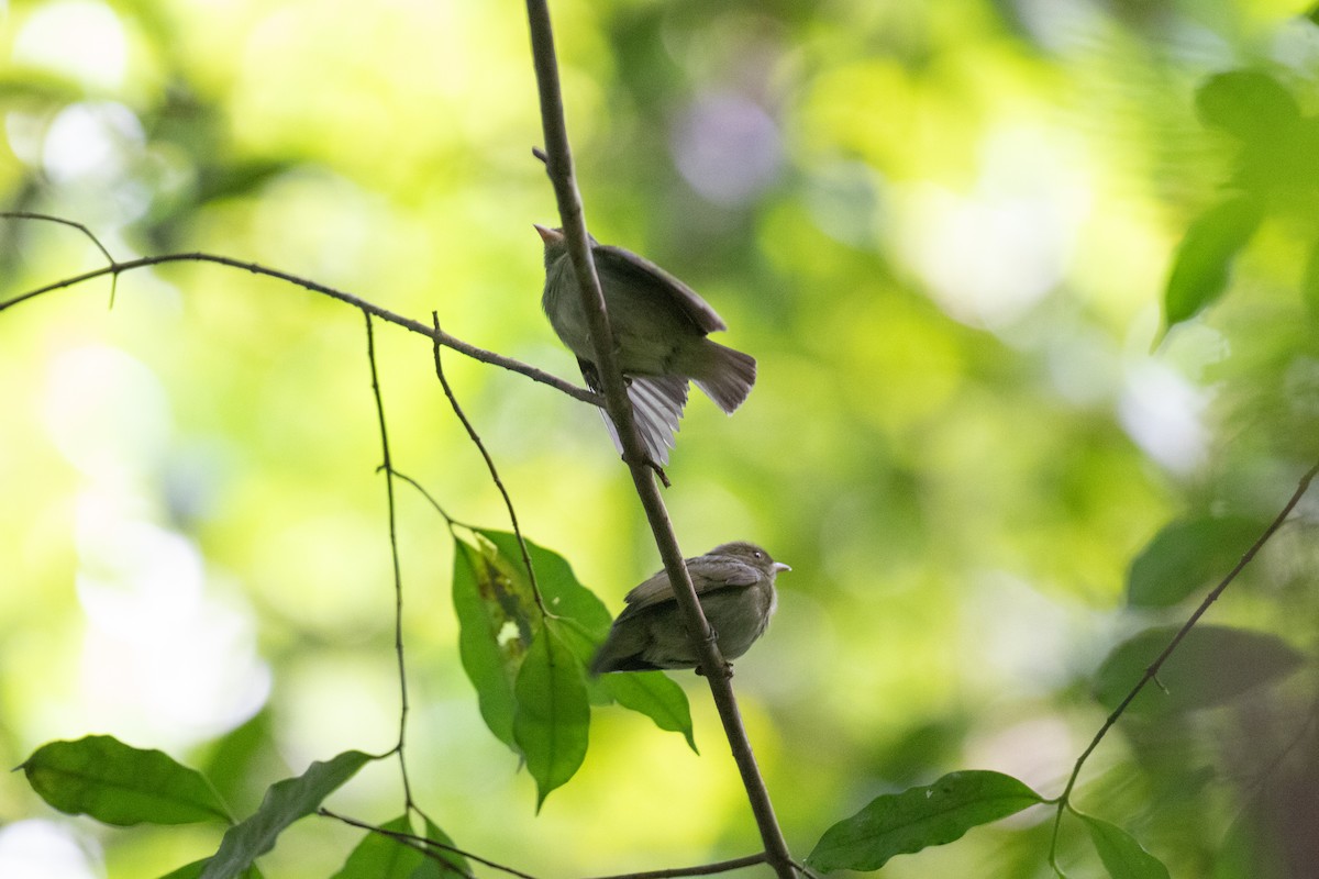 Red-headed Manakin - ML642305479