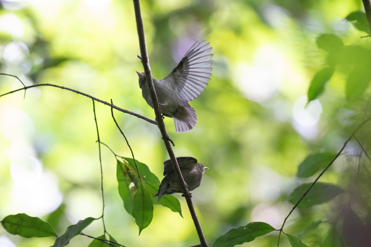 Red-headed Manakin - ML642305480