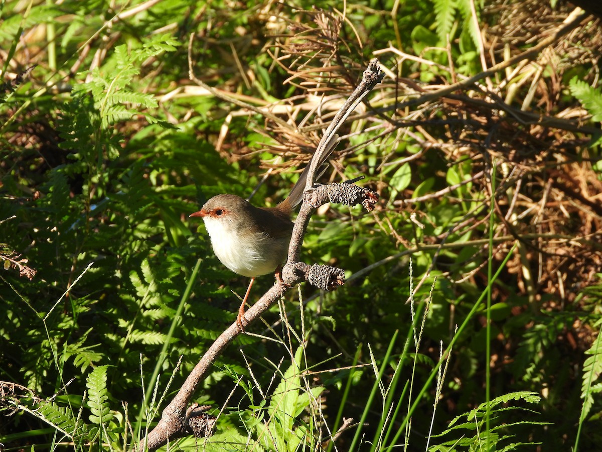 Superb Fairywren - ML642305485