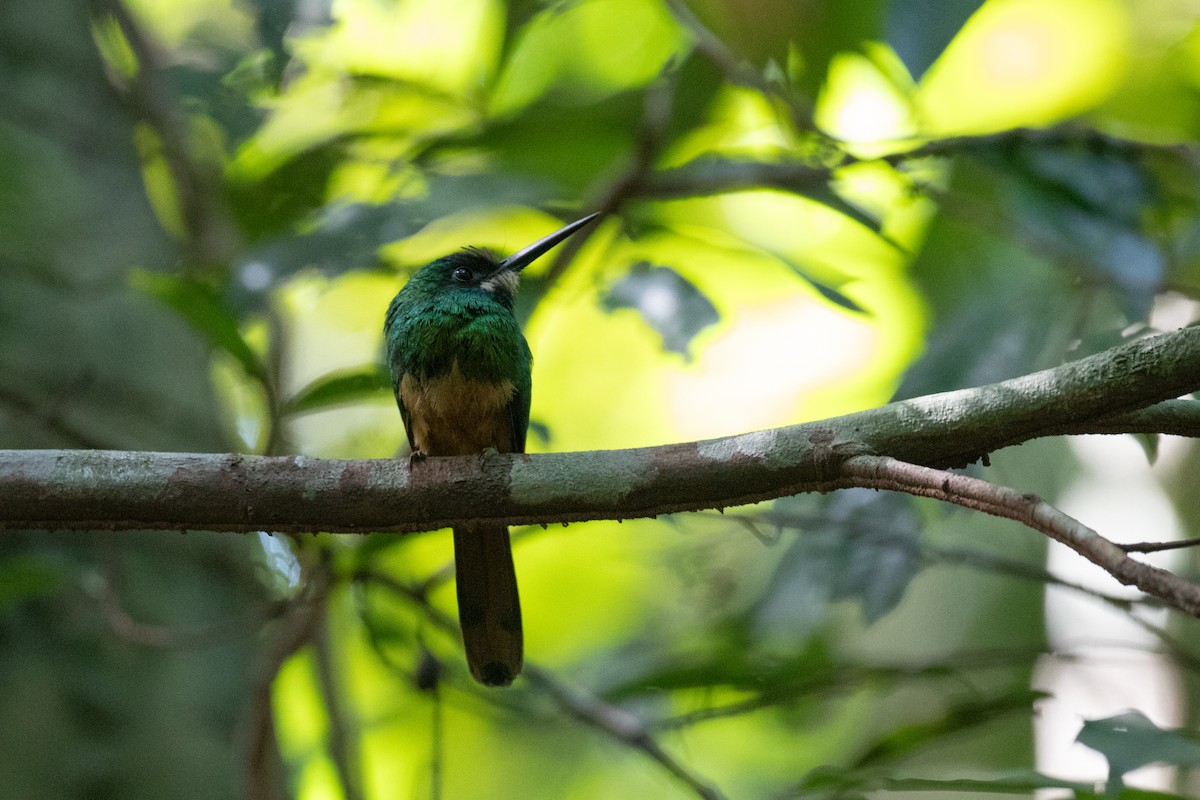White-chinned Jacamar - ML642305490