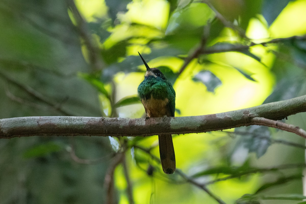 White-chinned Jacamar - ML642305491