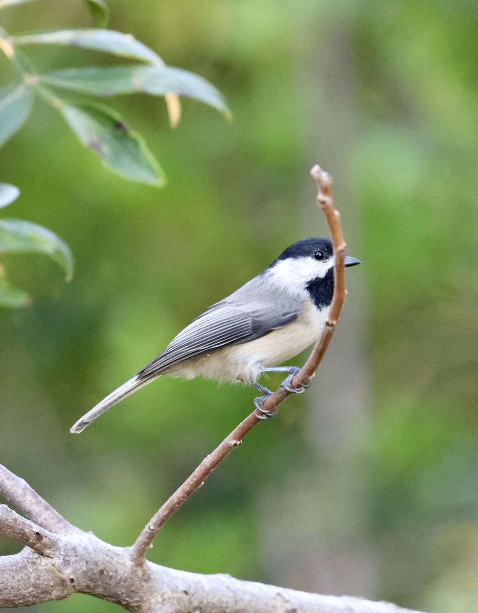 Mésange de Caroline - ML642305496
