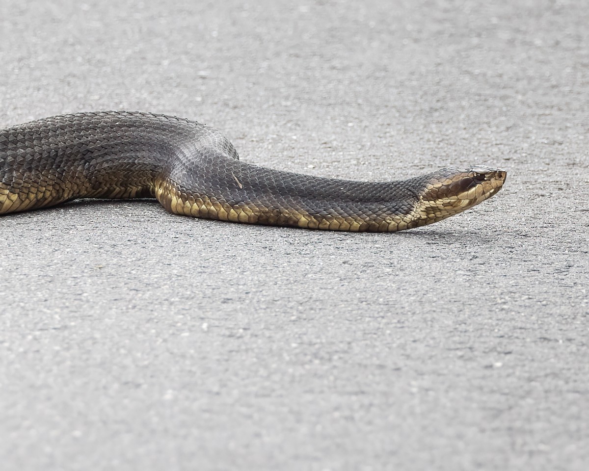 Mocassino d'acqua meridionale - ML642305500