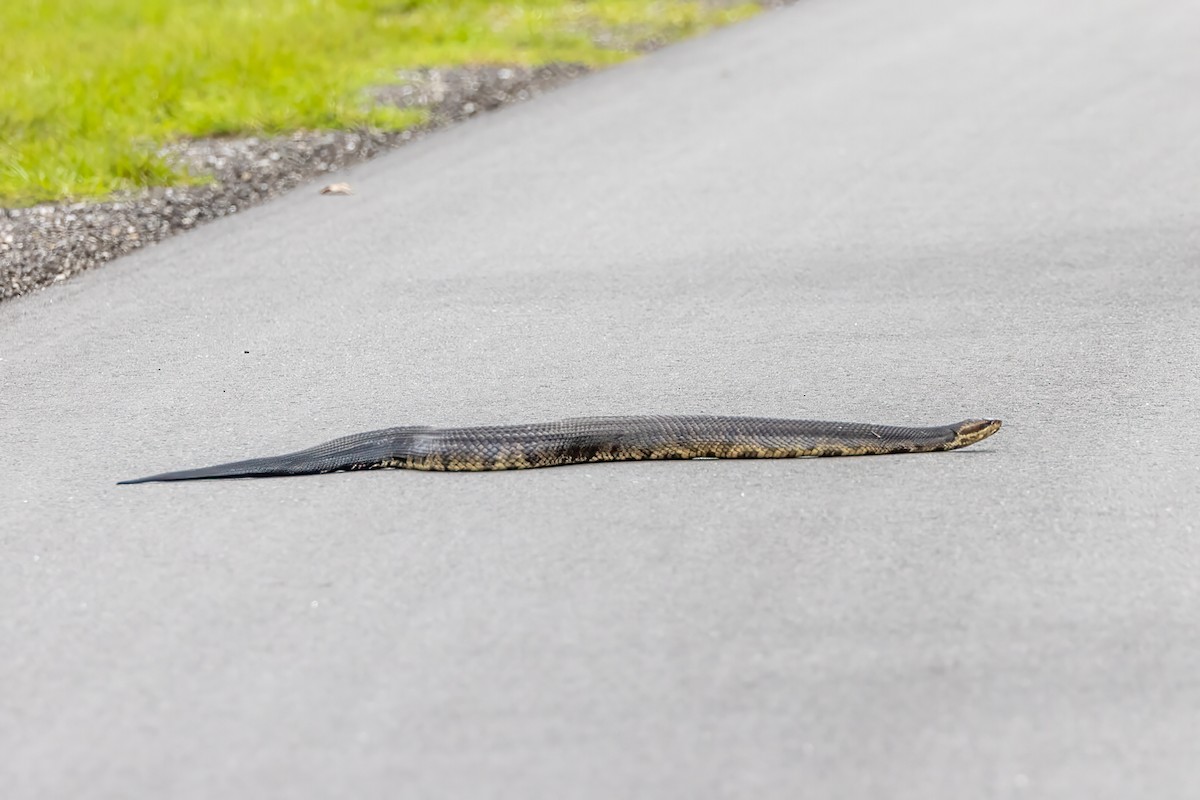 Mocassino d'acqua meridionale - ML642305501