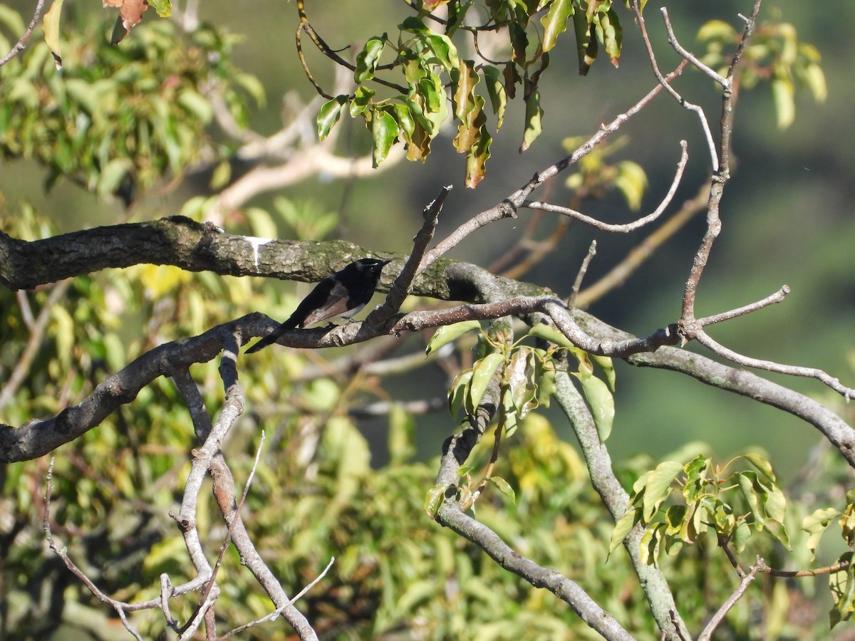 Willie-wagtail - ML642305502