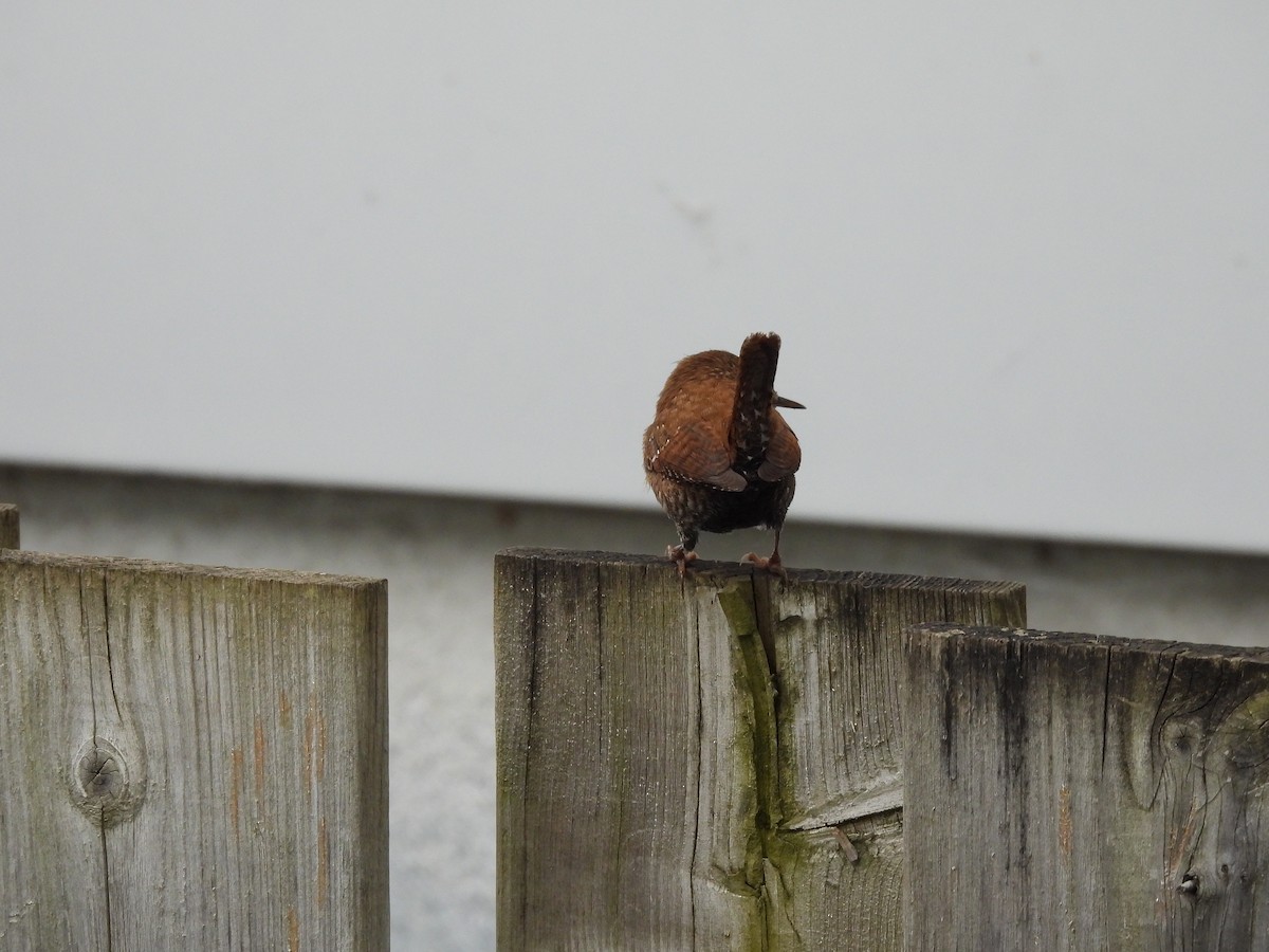 Northern House Wren - ML642305503