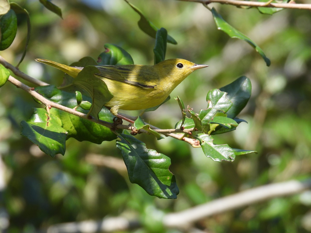 Paruline jaune - ML642305533