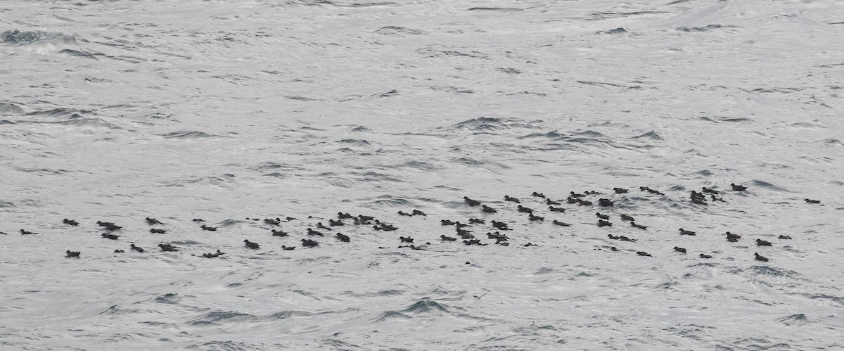 Puffin à bec grêle - ML642305534